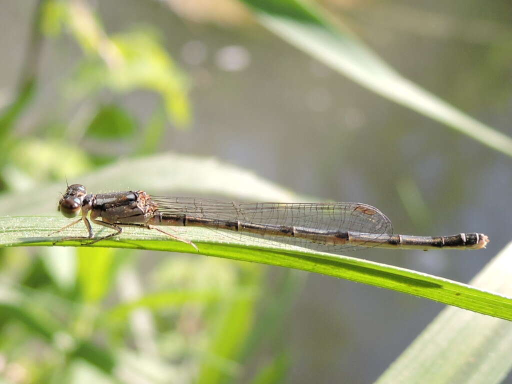 Image de Agrion Posé