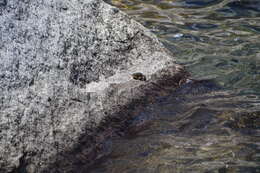 Image of Sierra Nevada Yellow-legged Frog