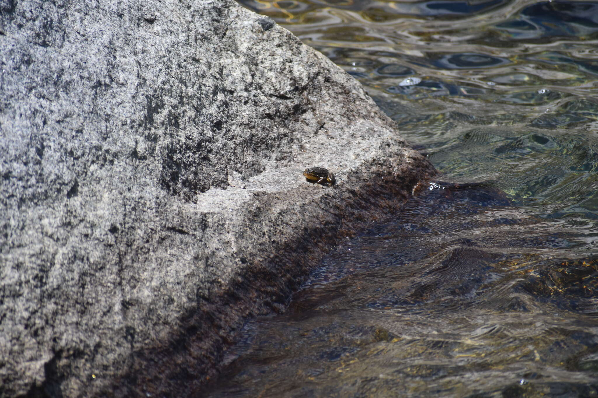 Image of Sierra Nevada Yellow-legged Frog