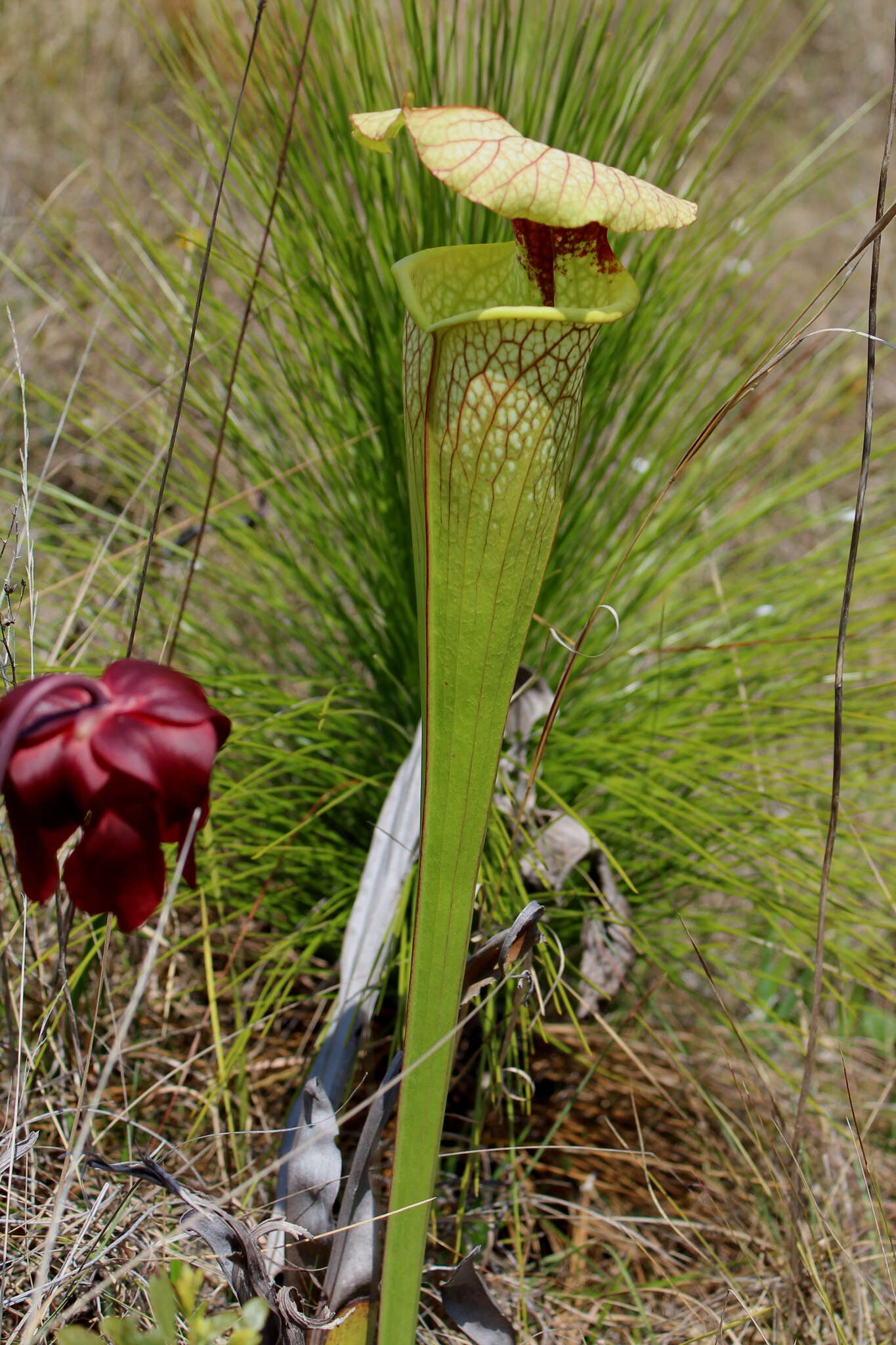 Image of pitcherplant