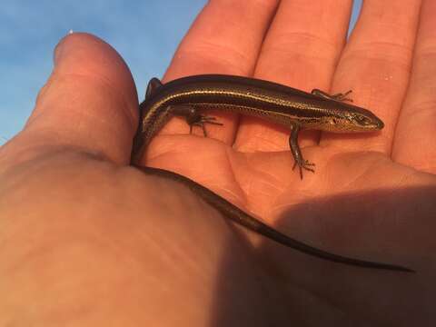 Image of Bold-striped Cool-skink