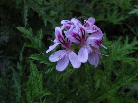 Imagem de Pelargonium glutinosum (Jacq.) L'Her.