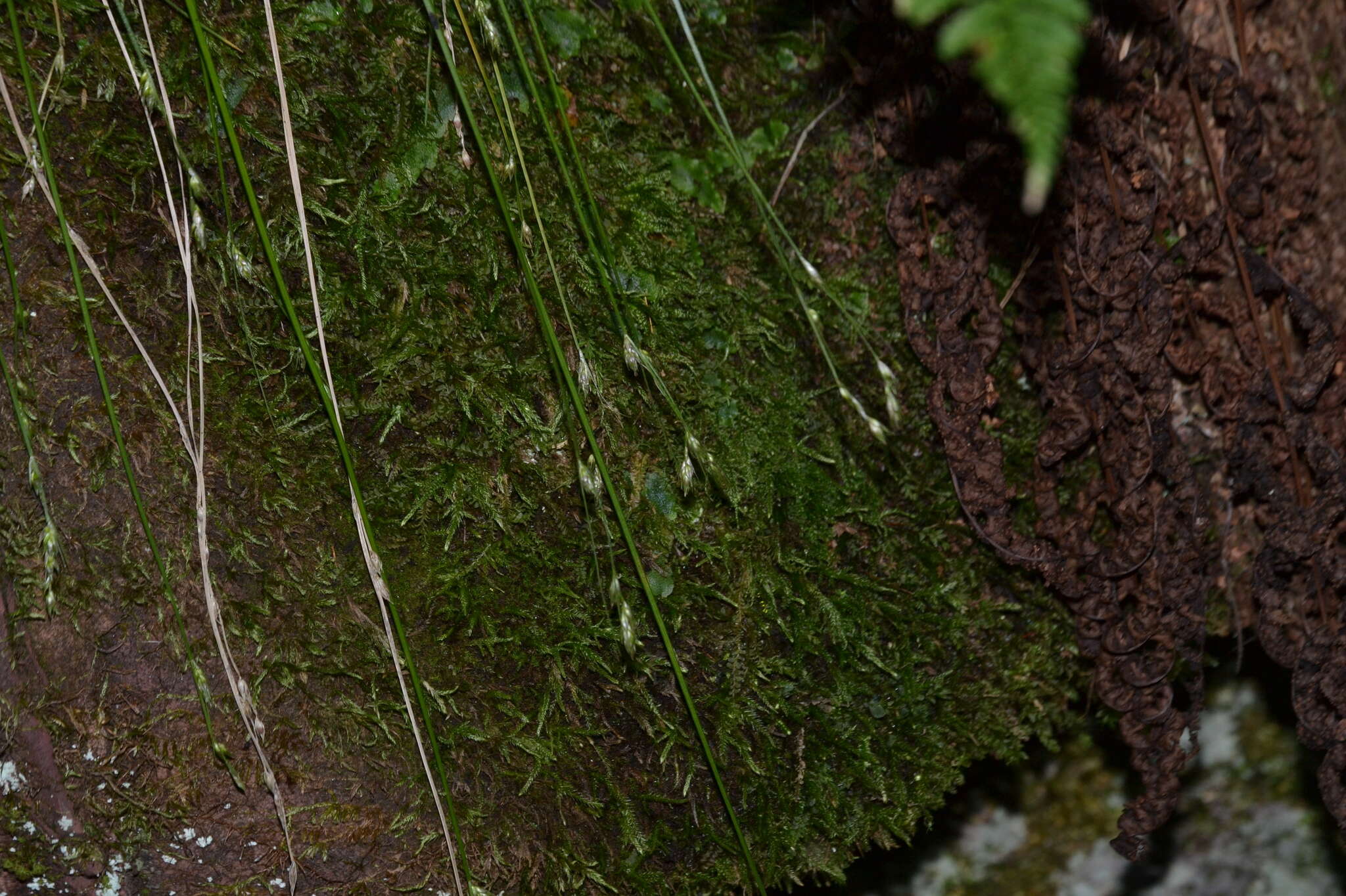 Image de Carex deweyana Schwein.