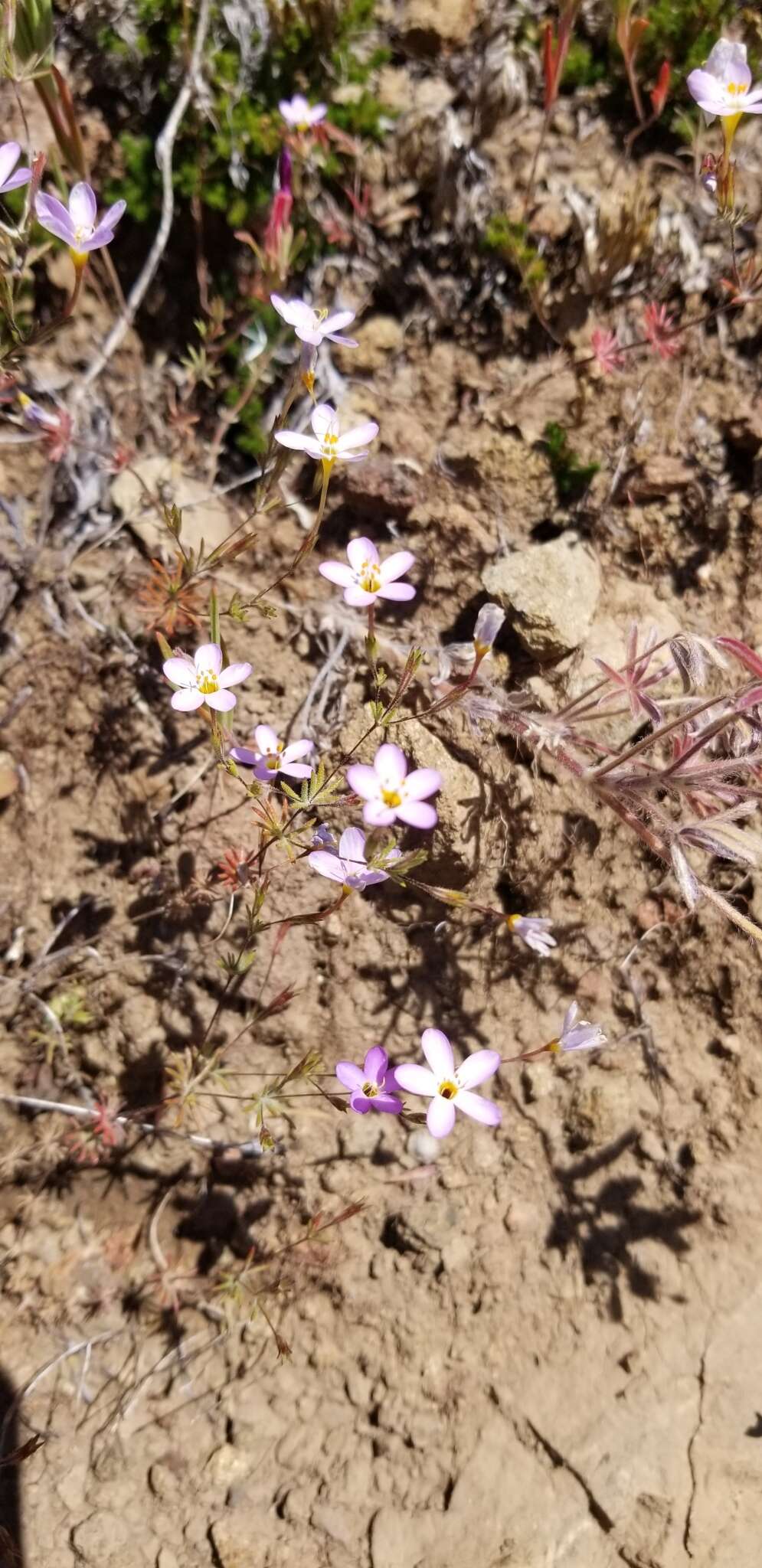 Image of Rattan's linanthus