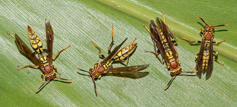 Image of <i>Polistes <i>myersi</i></i> myersi