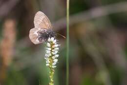 Image of Coenonympha tullia yukonensis W. Holland 1900