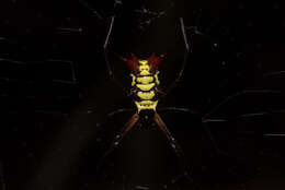 Image of Micrathena kirbyi (Perty 1833)