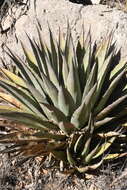 Image de Agave gracilipes Trel.