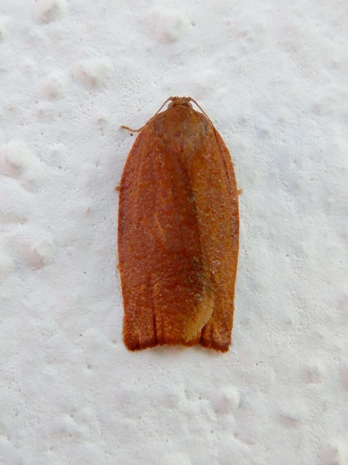 Image de Cacoecimorpha