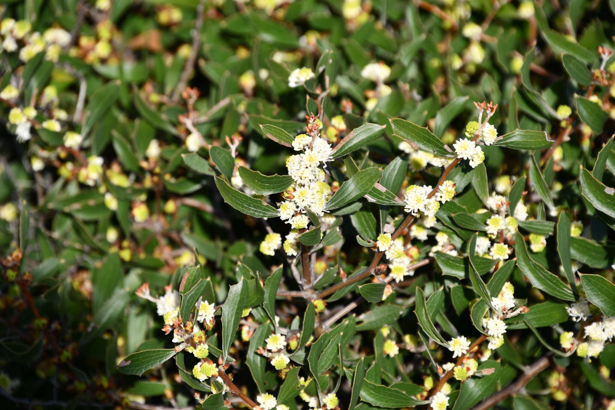 Image of Hakea anadenia Haegi