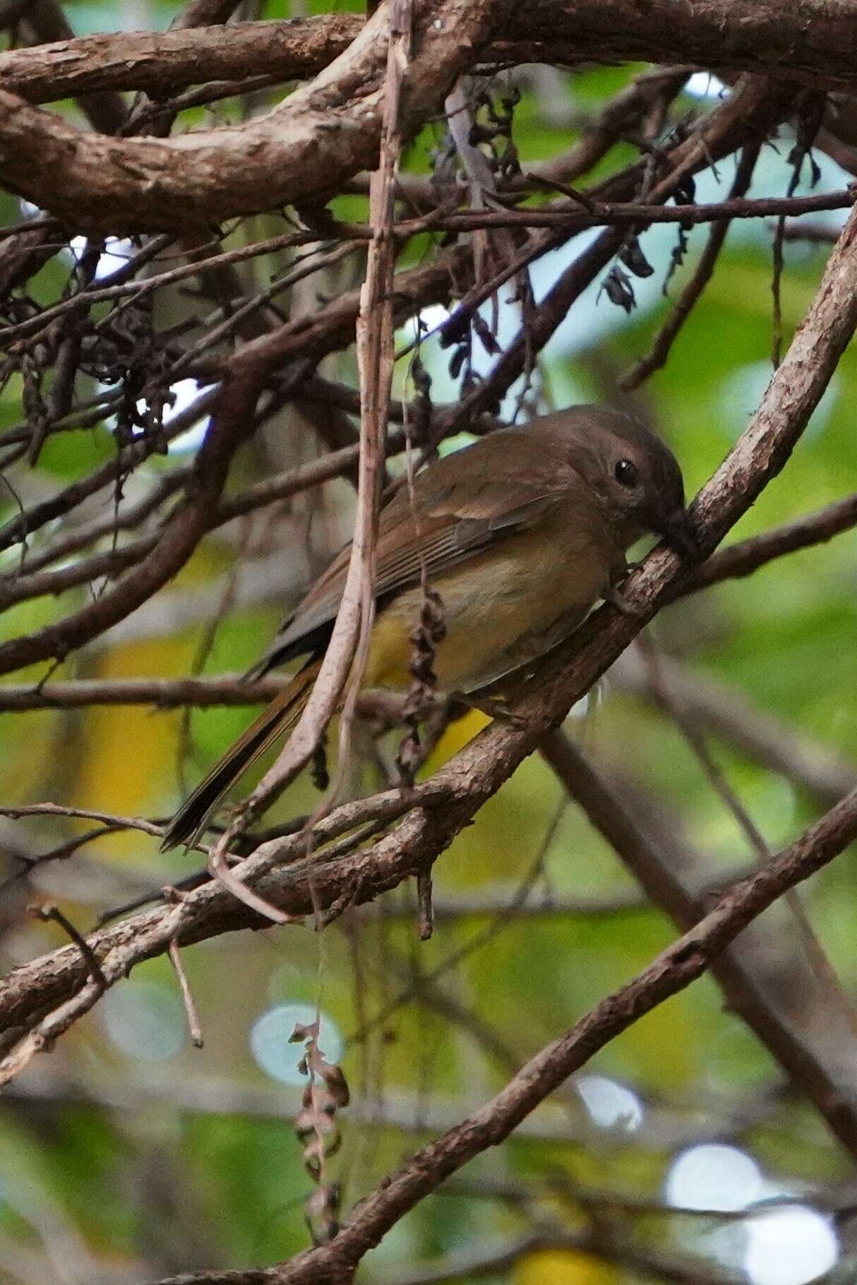 Imagem de Pachycephala pectoralis xanthoprocta Gould 1838