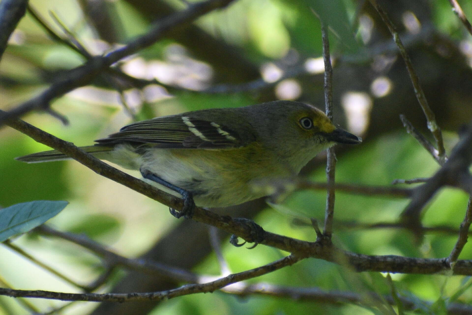 Слика од Vireo griseus bermudianus Bangs & Bradlee 1901