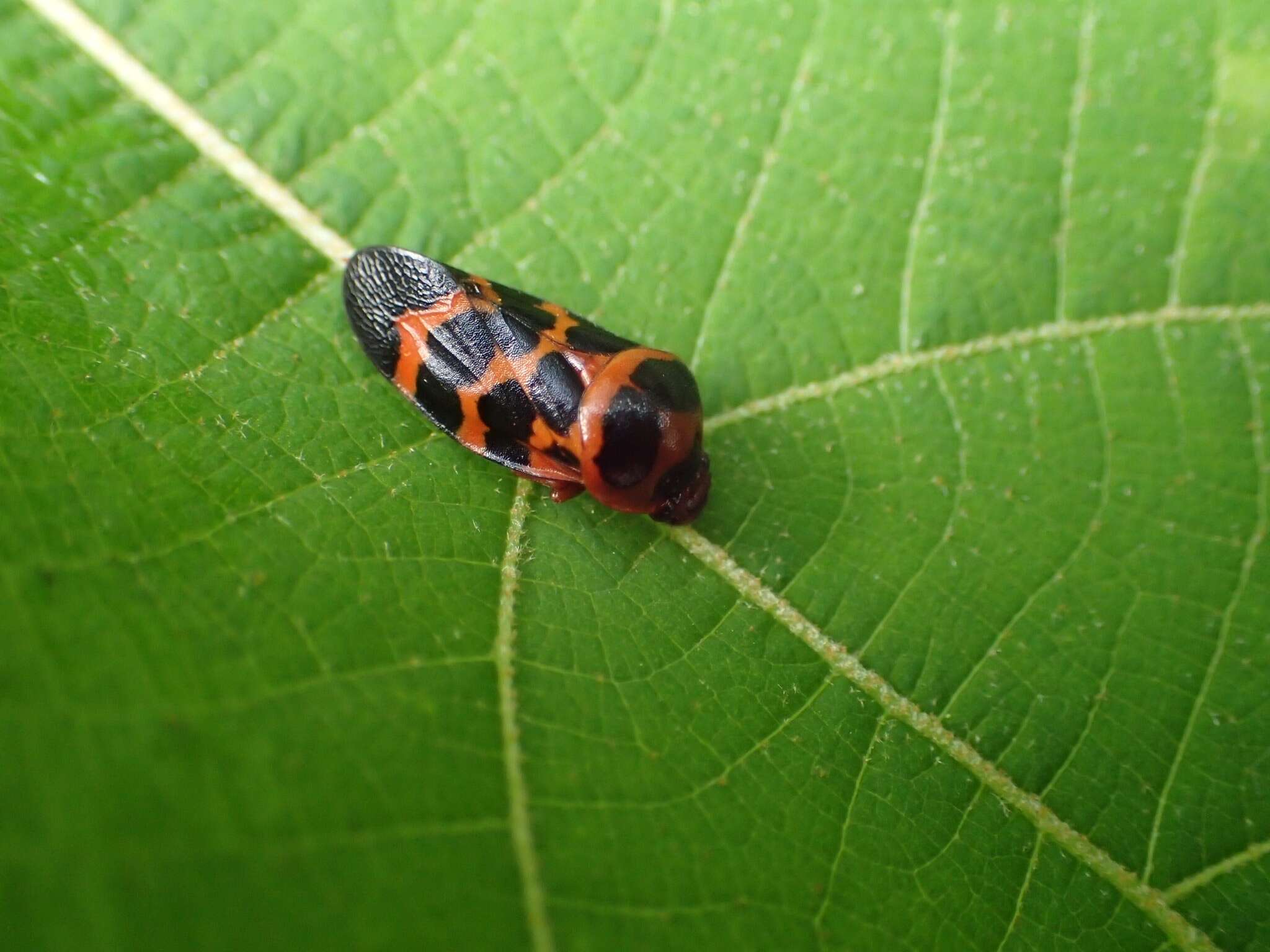 Image of Cosmoscarta bispecularis (White 1844)