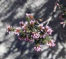 Plancia ëd Erica glabella subsp. glabella