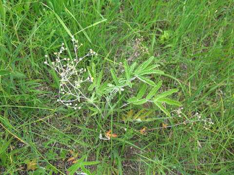 Image of Potentilla discolor Bunge