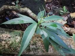 Image of Peperomia sessilifolia C. DC.