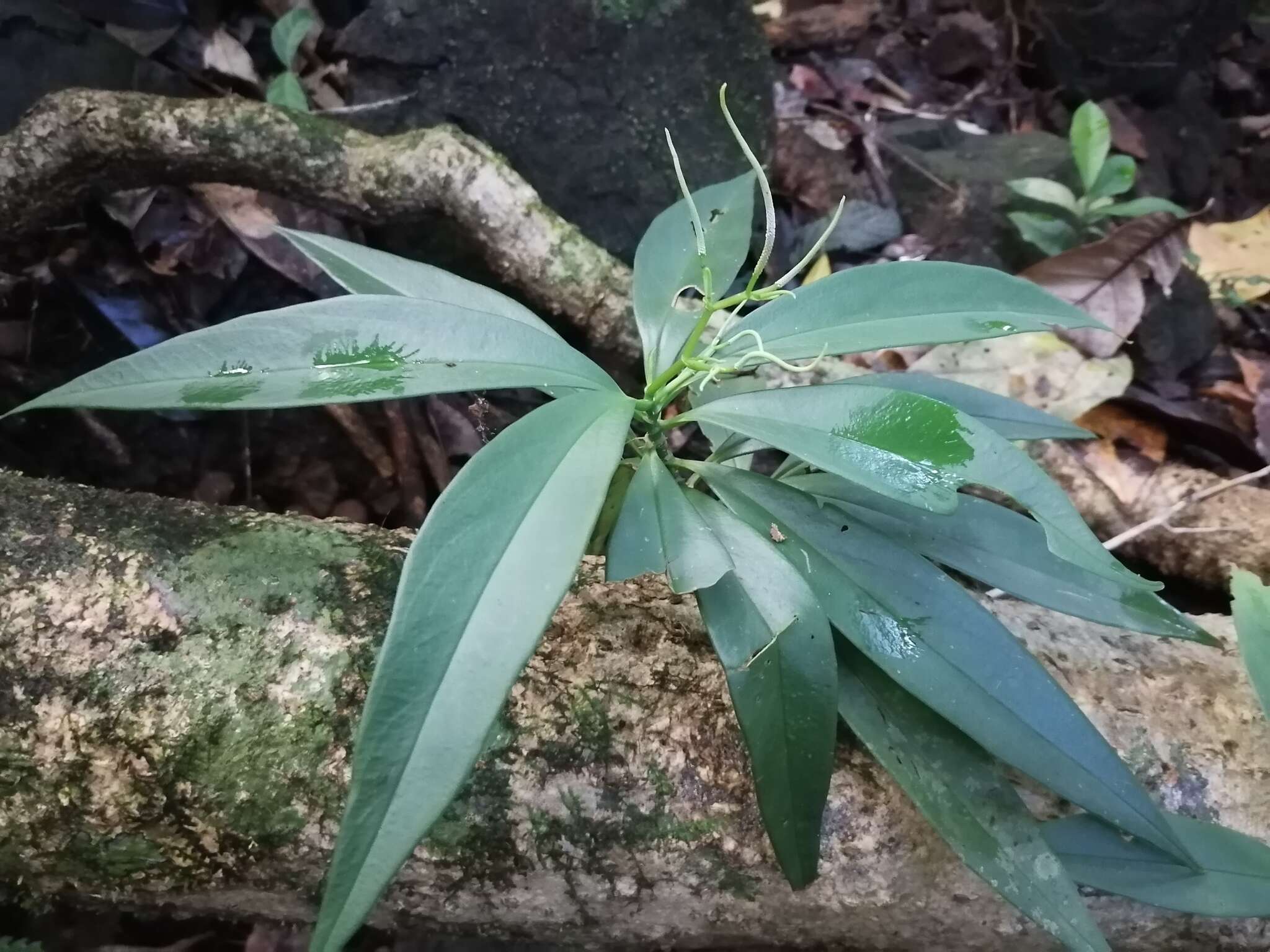 Image of Peperomia sessilifolia C. DC.