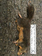 Image of Douglas's Squirrel