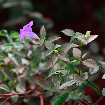 Image of Ruellia bahiensis (Nees) Morong