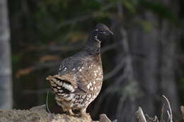 Слика од Falcipennis falcipennis (Hartlaub 1855)