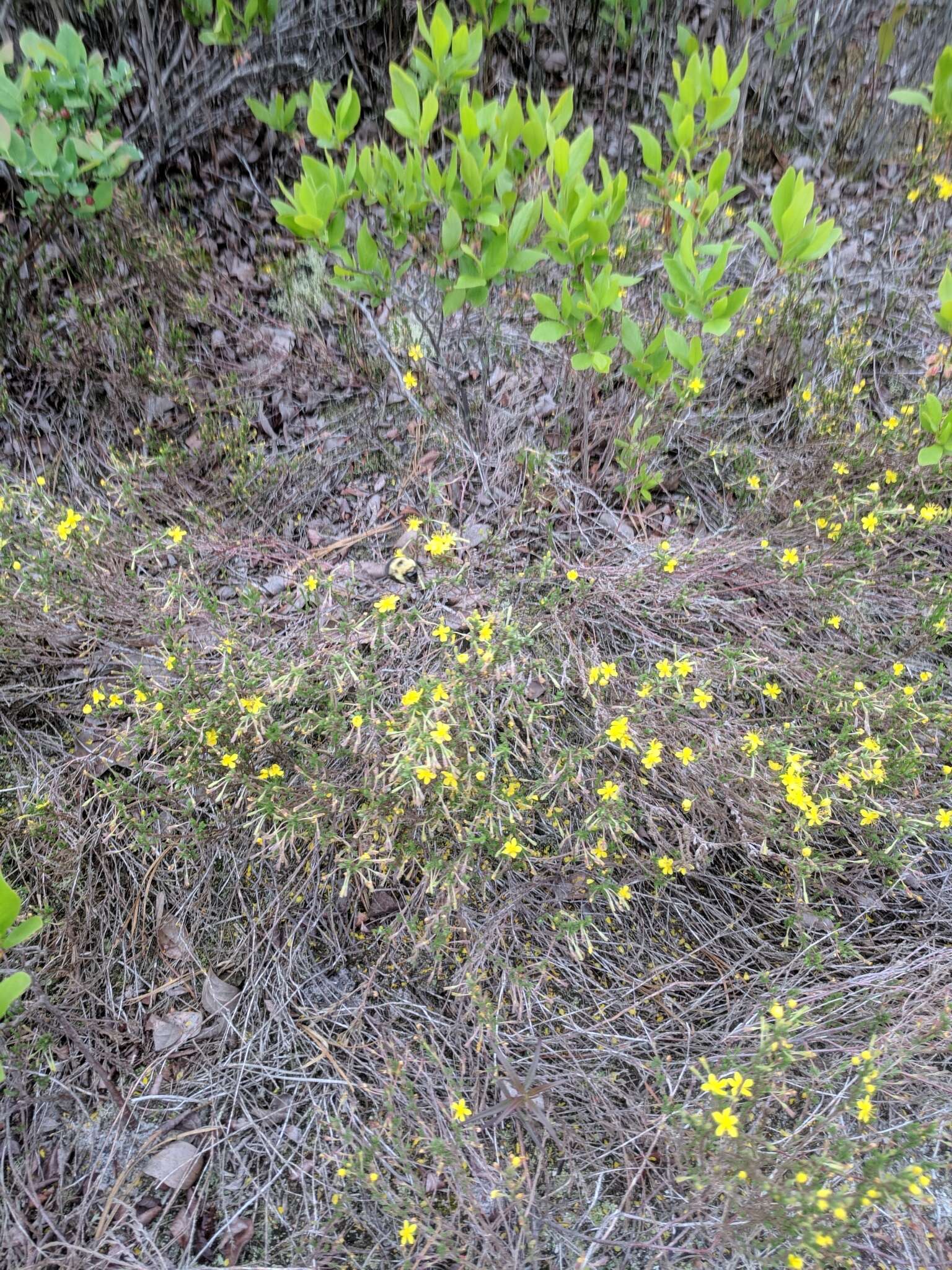 Image of pine barren goldenheather