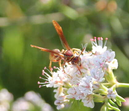 Image of Polistes dorsalis californicus Bohart 1949