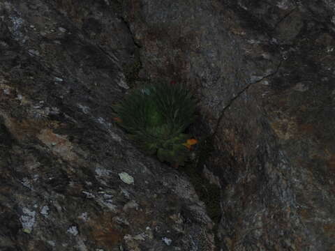 Image of Saxifraga florulenta Moretti