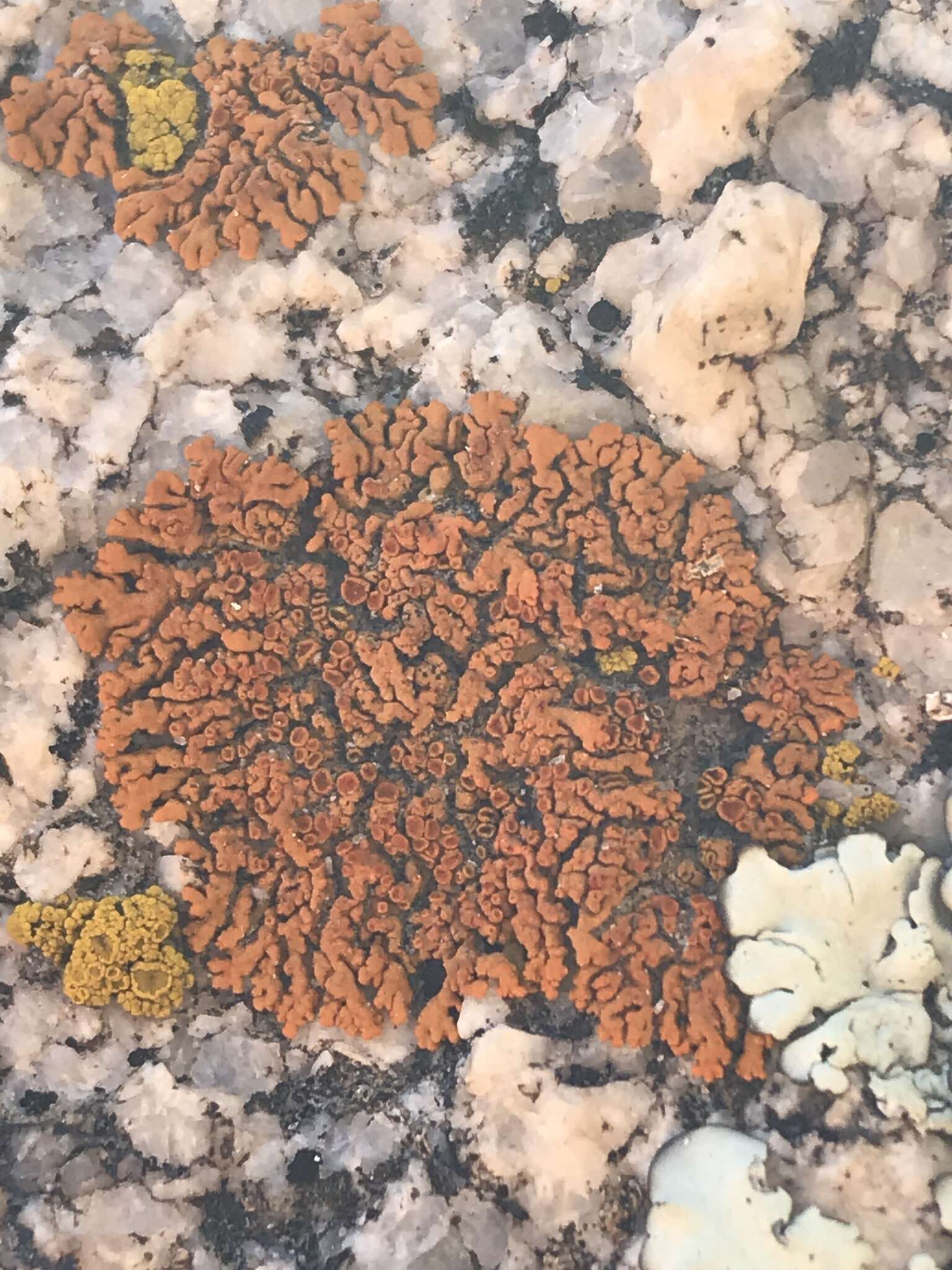 Image of Bratt's orange lichen