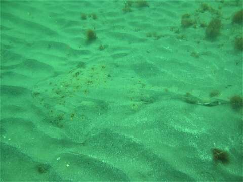 Image of Pacific Angel Shark