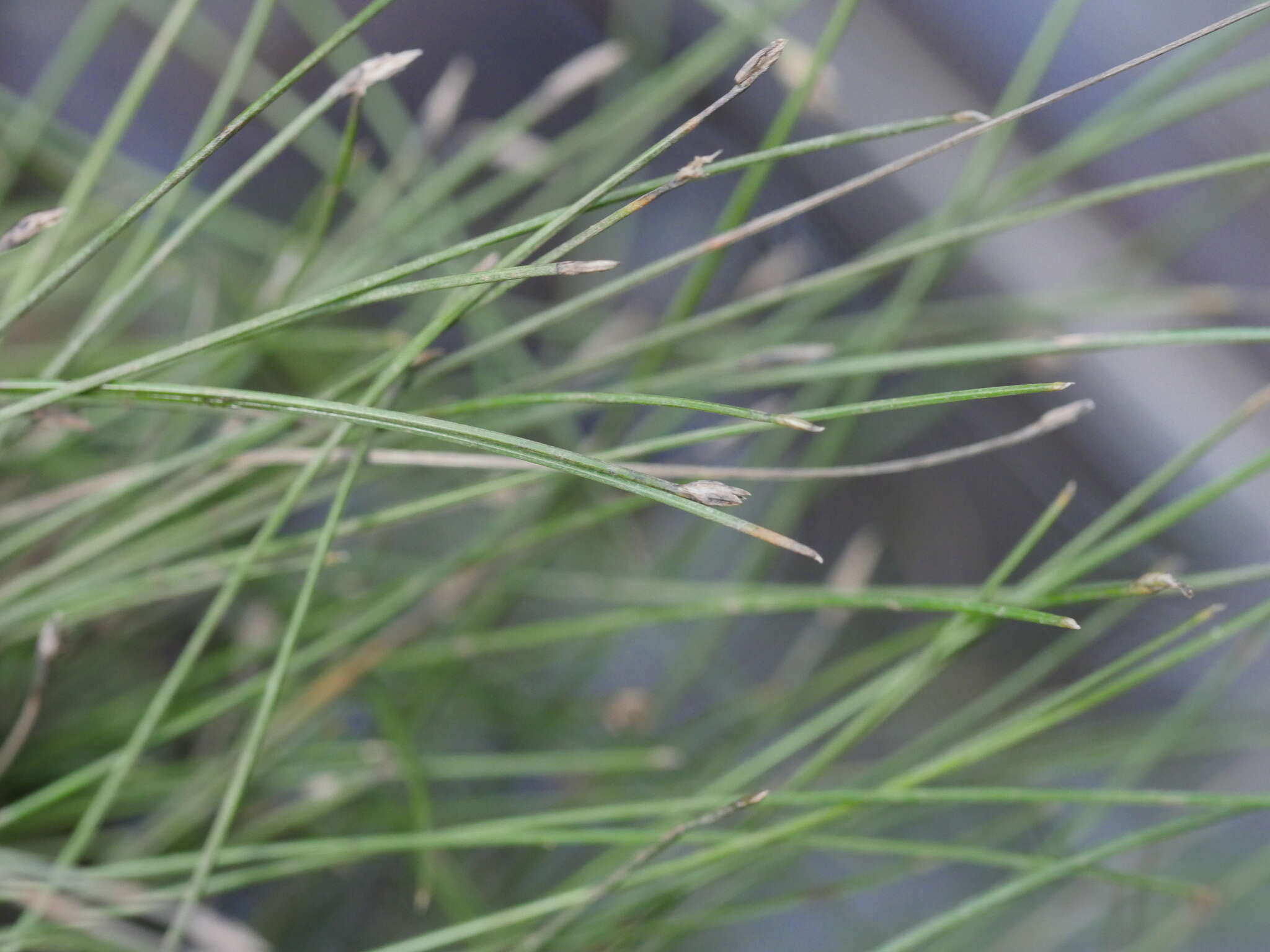 Image of Isolepis reticularis Colenso