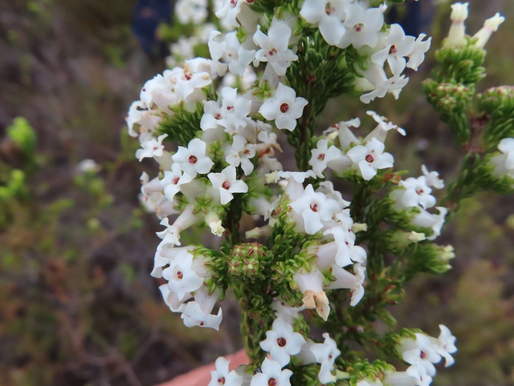 Image of Erica denticulata var. denticulata