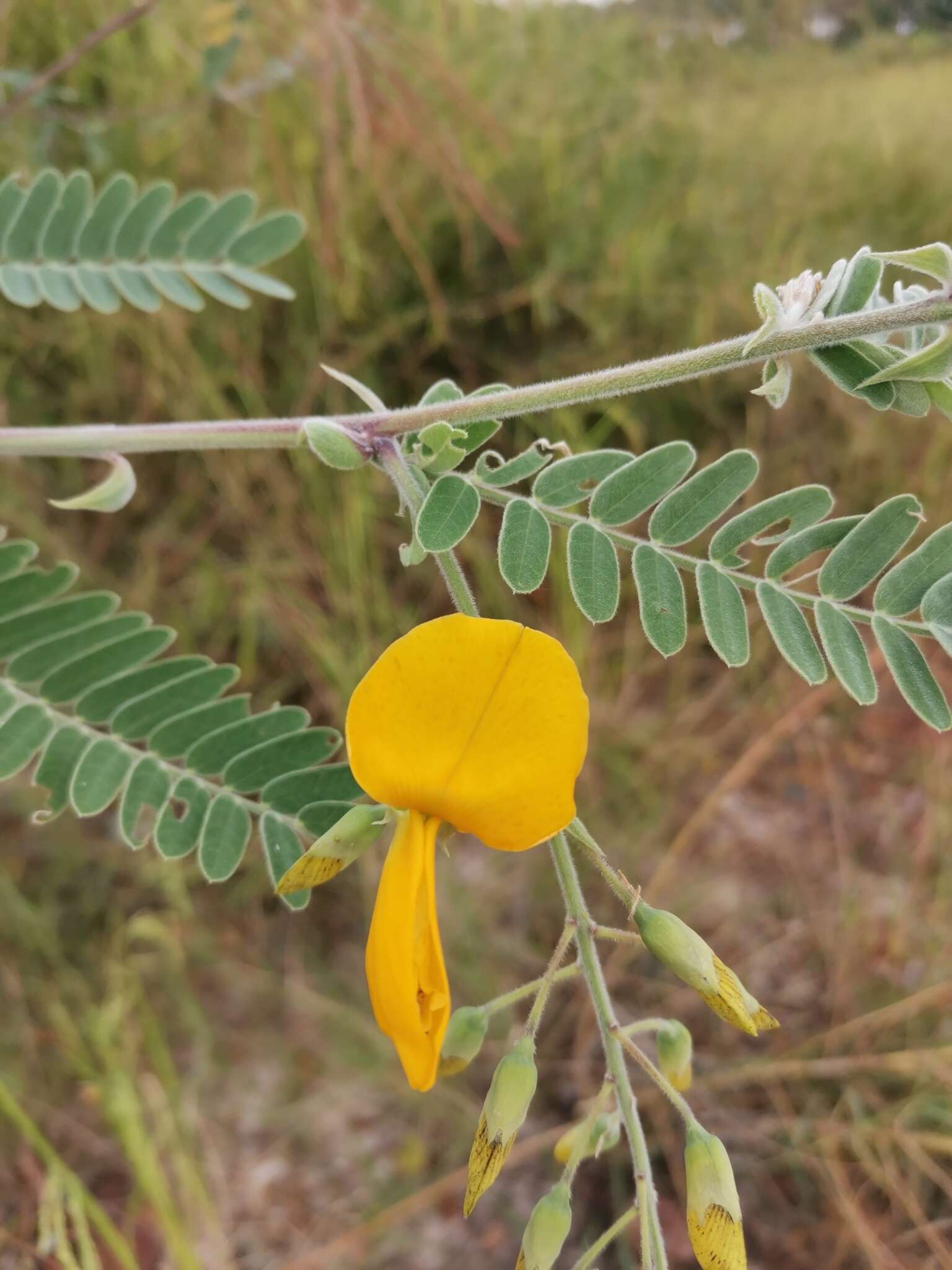 Image of Sesbania javanica Miq.