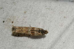 Ancylosis undulatella Clemens 1860 resmi