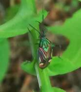 Image of Actinonotus pulcher (Herrich-Schaeffer 1835)