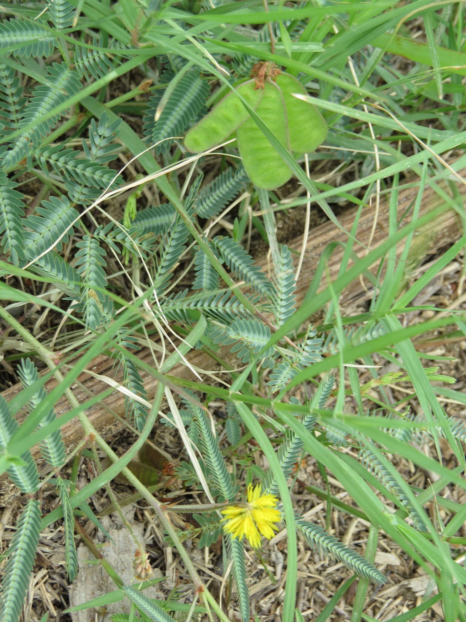 Image of Tropical Puff