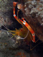 Image of yellowbanded coral shrimp