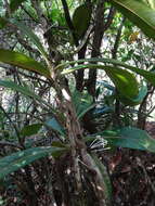 Image of Ixora cauliflora Montrouz.