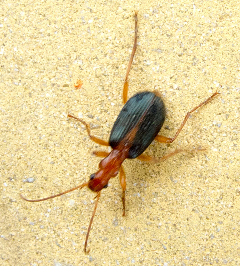 Image of Brachinus (Brachinus) alexandri F. Battoni 1984