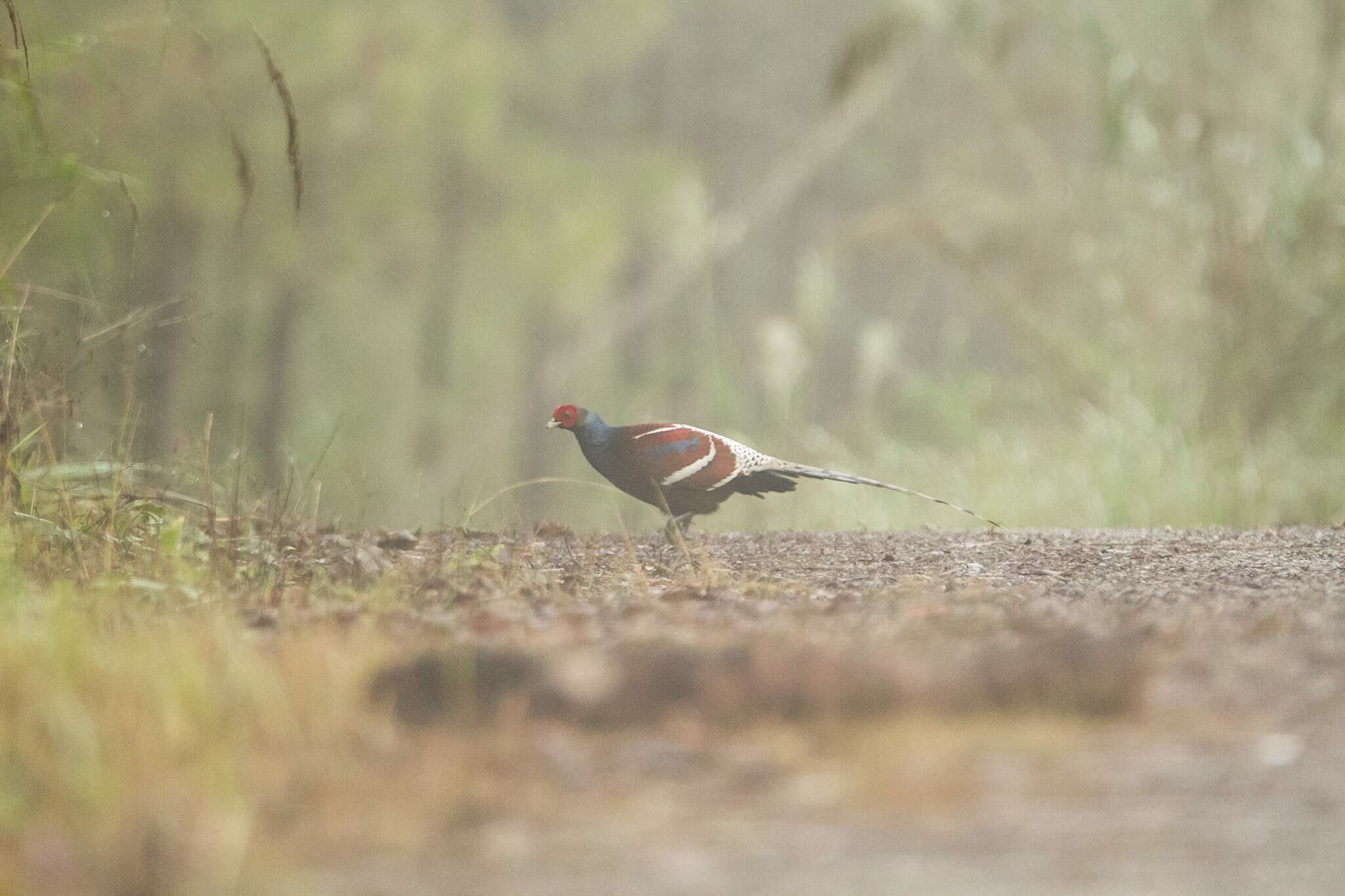 Image of Hume's Bar-tailed Pheasant