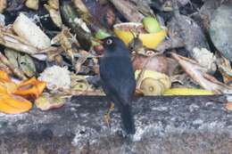 Image of Slaty-backed Nightingale-Thrush