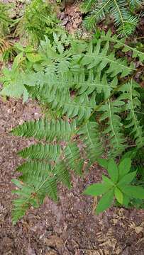 Image of western brackenfern