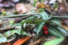 Image of Ardisia violacea (T. Suzuki) W. Z. Fang & K. Yao