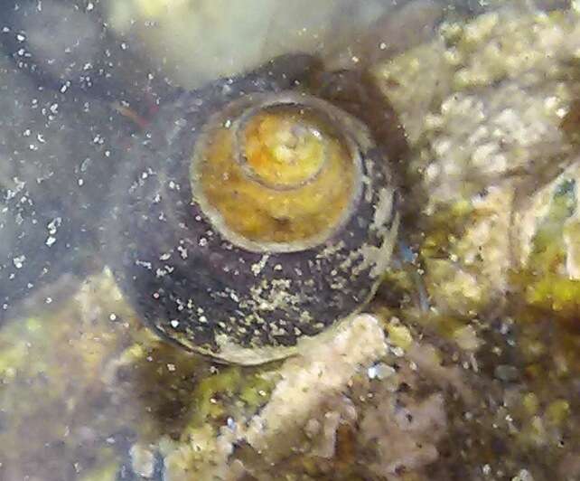 Image of blueband hermit crab