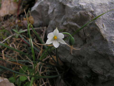 Image of Acis nicaeensis (Ardoino) Lledó, A. P. Davis & M. B. Crespo