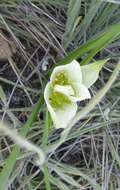 Image of African crocus