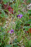 Image of Alaska Blue-Eyed-Grass