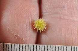 صورة Leptinella squalida subsp. mediana (D. Lloyd) D. G. Lloyd & C. J. Webb