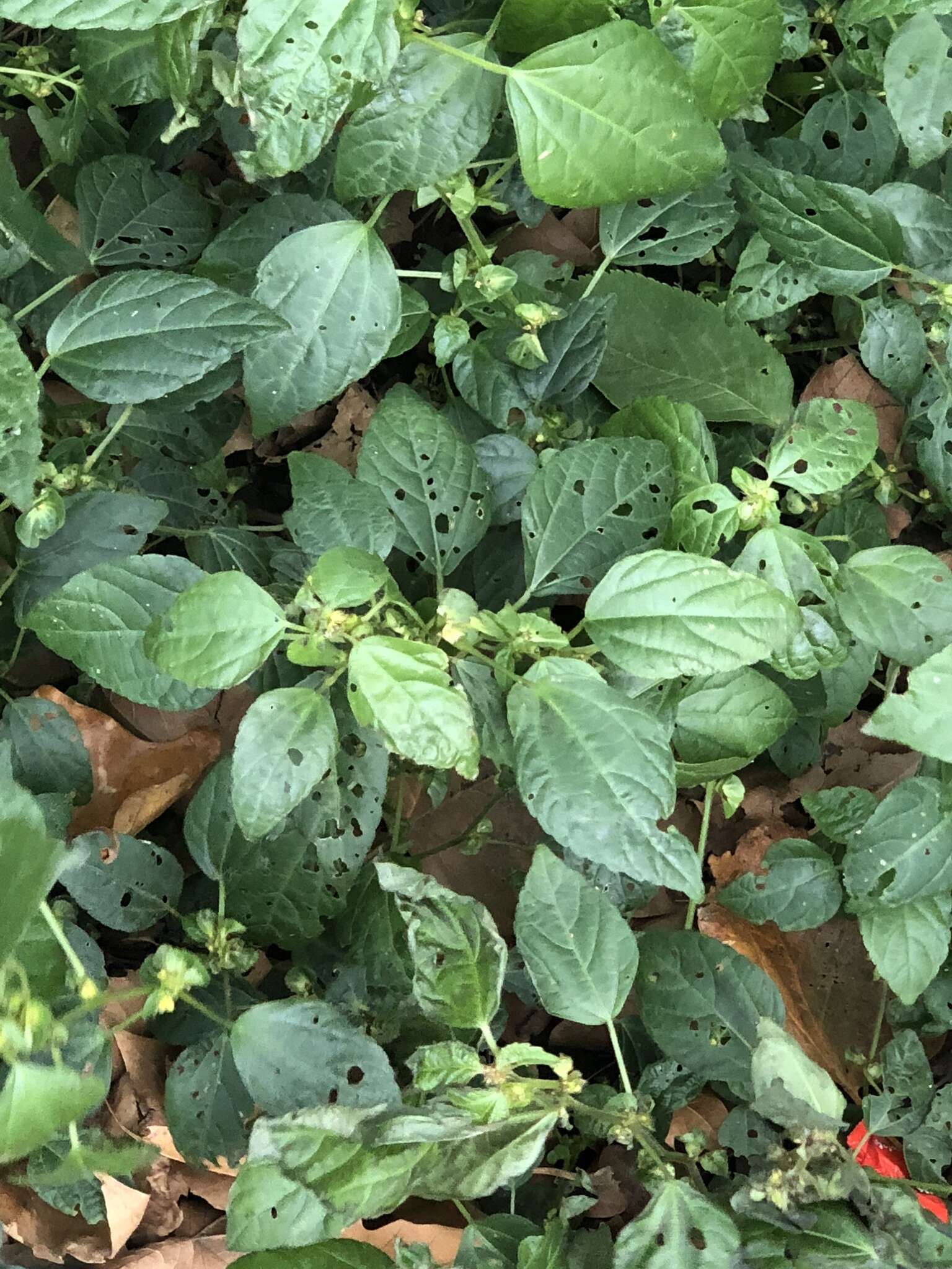 Image of Asian copperleaf