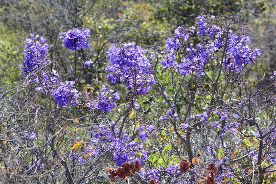 Sivun Jacaranda brasiliana (Lam.) Pers. kuva