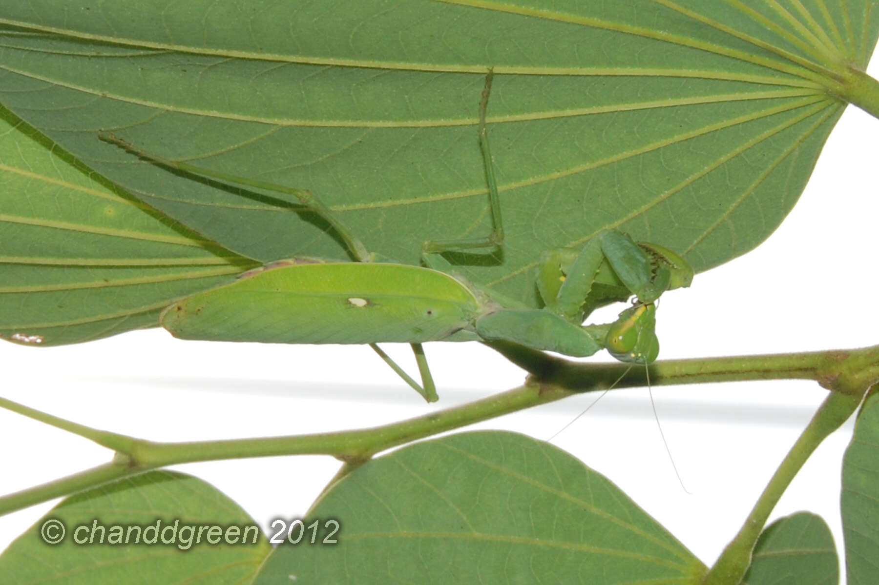 Image of Giant Asian Mantis